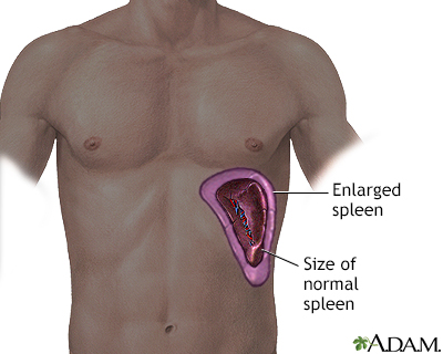 gallbladder location in body. connector location theyou